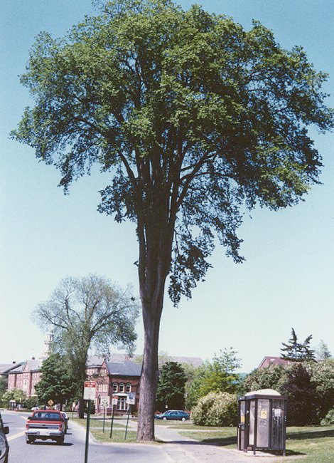 american elm tree leaf. quot;A shapely American elm at